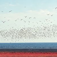 鸟浪还有一个月才"起量"：这个冬天想去看候鸟的人，先把窗口期、装备和红线三笔账算清