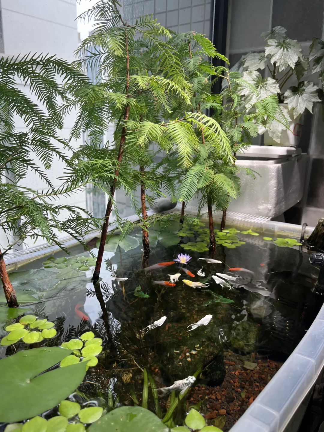 降温后鱼缸换水:温差、换水量、困水时长怎么定