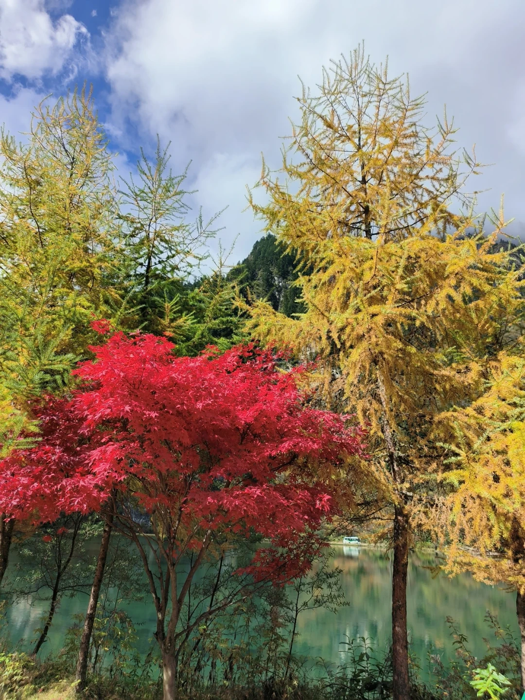 四川文旅说“毕棚沟即将进入巅峰”,黑水指数却写着“未达I级”:阿坝追秋,别发错这一周