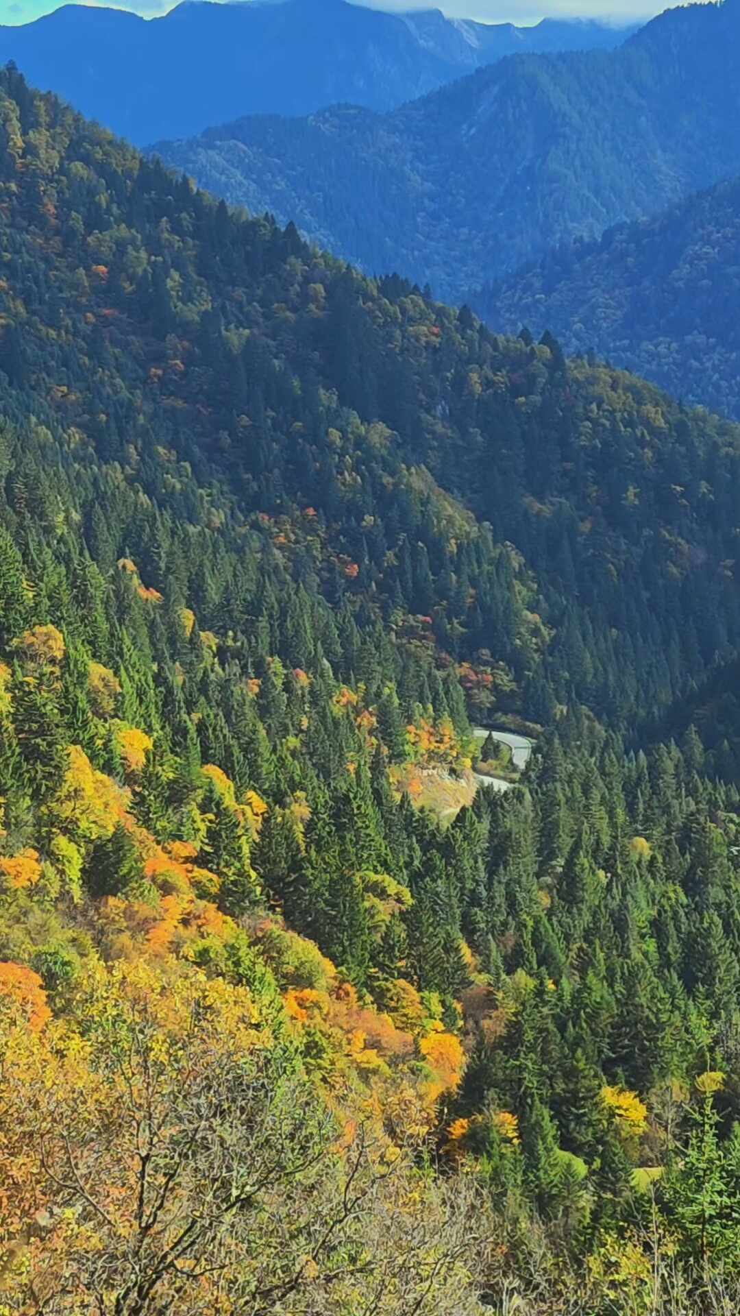 四川文旅说“毕棚沟即将进入巅峰”,黑水指数却写着“未达I级”:阿坝追秋,别发错这一周