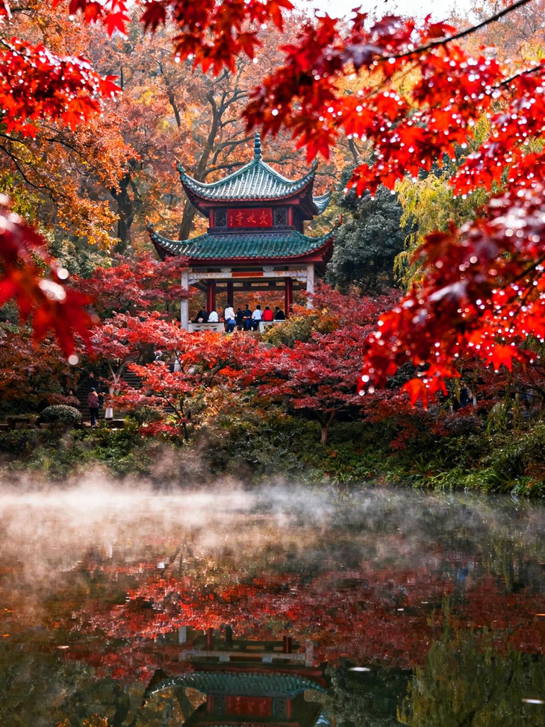 华中赏秋进度条：太行已红、神农架开场，三峡11月底压轴