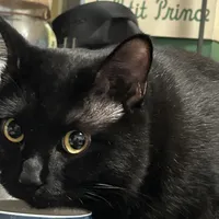 猫盯着你把杯子推下桌，真不是报复：2.3万赞视频吵过的"狩猎演练"和"讨关注"——先分清4种推落，桌上这4样掉下去当天就得去医院