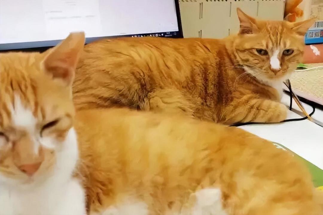 猫盯着你把杯子推下桌，真不是报复：2.3万赞视频吵过的