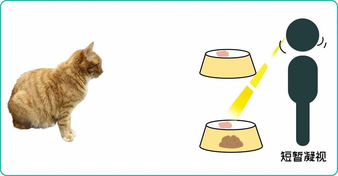 猫盯着你把杯子推下桌，真不是报复：2.3万赞视频吵过的