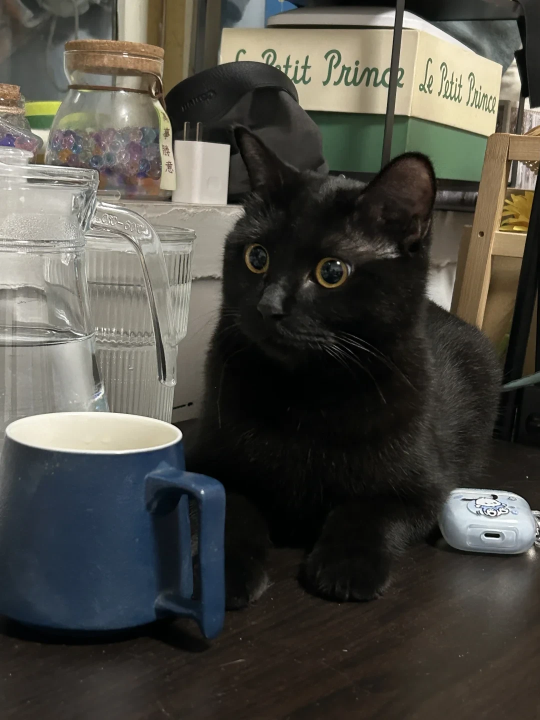 猫盯着你把杯子推下桌，真不是报复：2.3万赞视频吵过的
