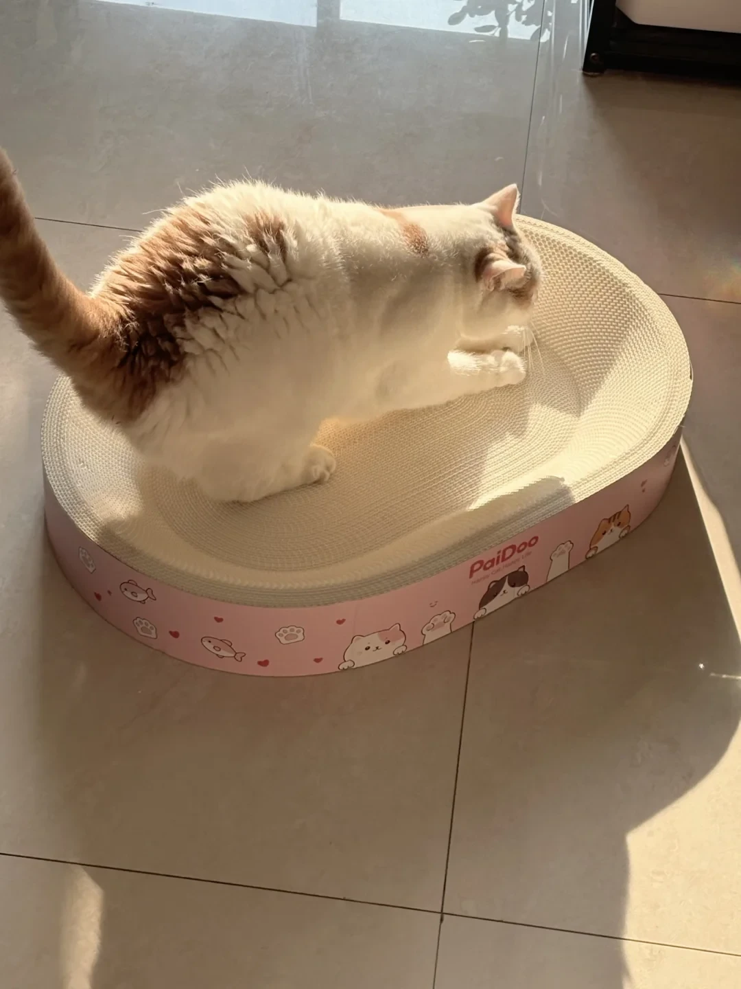 猫抓沙发不是记仇:85元的剑麻抓板无人问津,6元的瓦楞纸被宠幸——先把三件事改对,再谈喷雾和猫抓布沙发