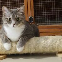 猫抓沙发不是记仇：85元的剑麻抓板无人问津，6元的瓦楞纸被宠幸——先把三件事改对，再谈喷雾和猫抓布沙发