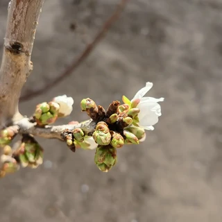 网购9块9的车厘子苗，四年后结出一树海棠：秋天种树前先验这四关