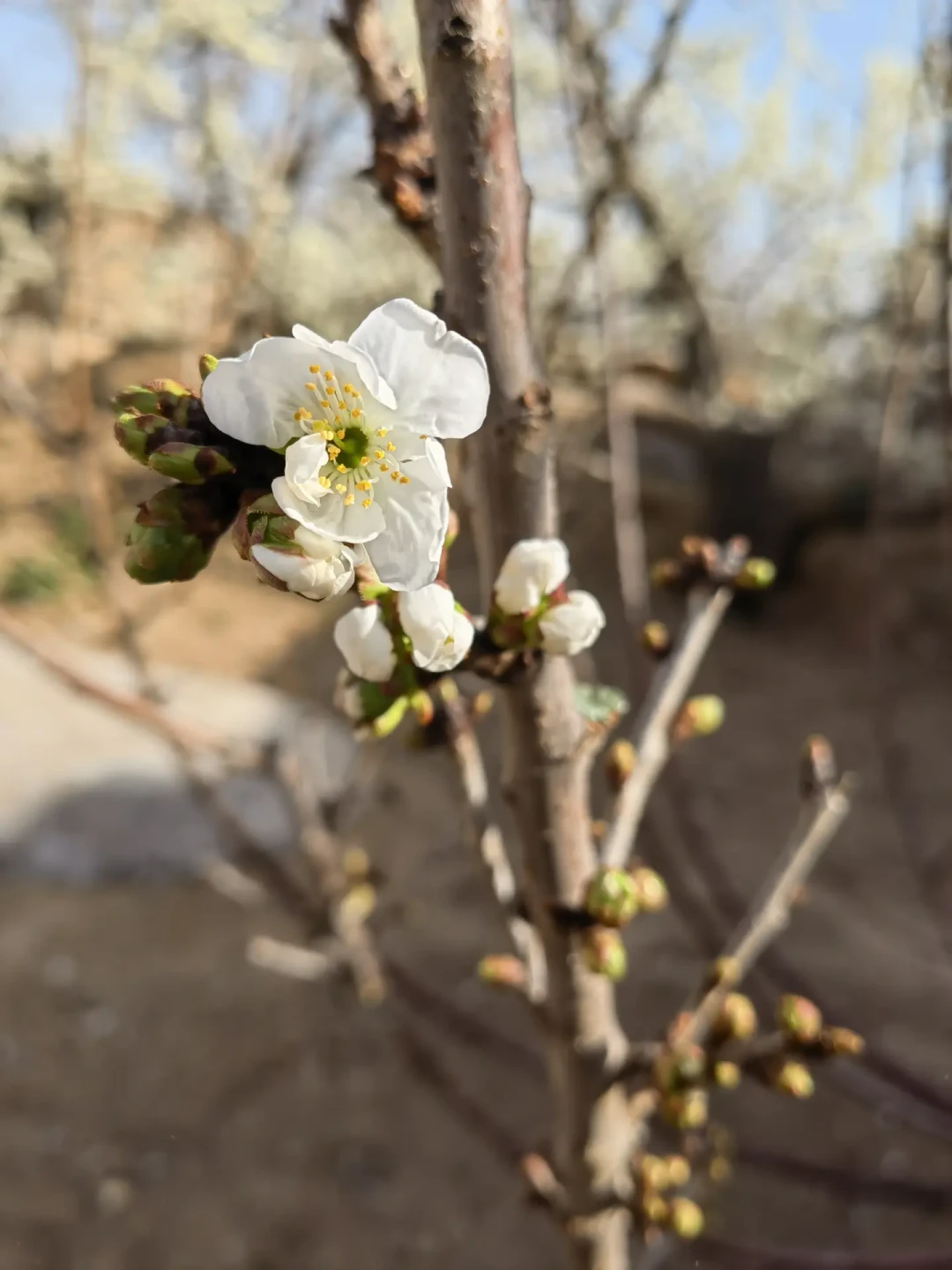 网购9块9的车厘子苗,四年后结出一树海棠:秋天种树前先验这四关