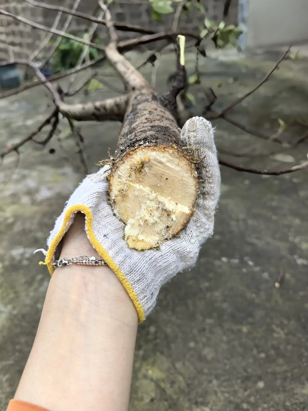 网购9块9的车厘子苗,四年后结出一树海棠:秋天种树前先验这四关
