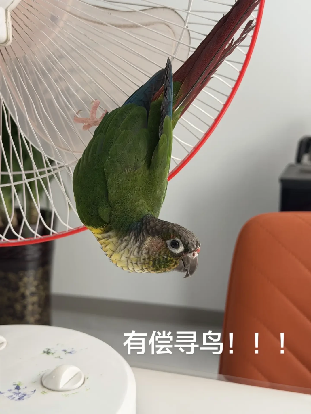 飞丢的鸟不是去追求自由，是吓懵了躲在高处不敢出声：我把10月还在更新的寻鸟帖、111万播放的黄金24小时帖和451条行为学评论排完，72小时动作线、4种真找回来的方法、酬金行情和3个必丢动作，一次分清
