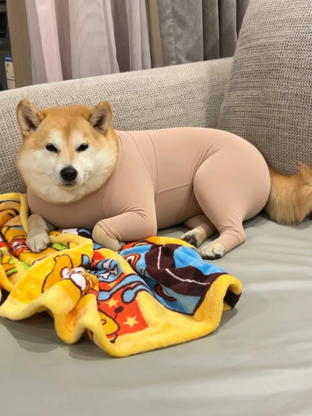 这轮寒潮,狗到底要不要穿衣服?先拆