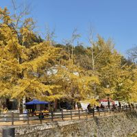 华南追秋有三只钟：帽峰山红枫已上线，海洋乡满黄只有十来天，南雄正撞上秋假排队