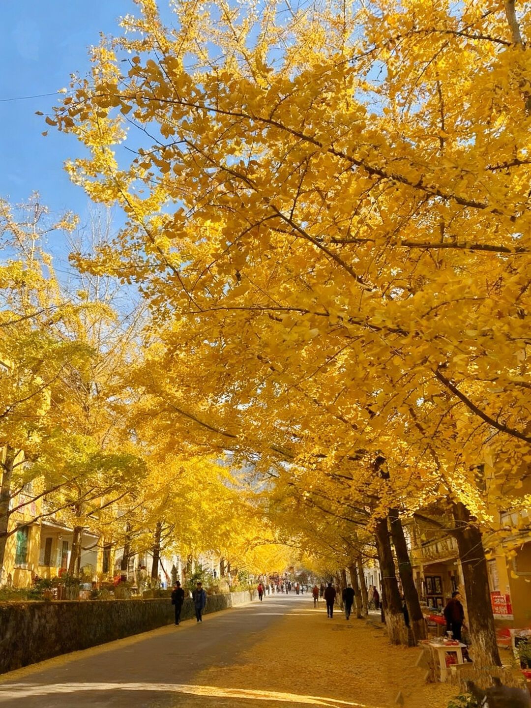 华南追秋有三只钟:帽峰山红枫已上线,海洋乡满黄只有十来天,南雄正撞上秋假排队