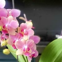 豆饼肥这样发酵使用，蝴蝶兰一茬接一茬冒花苞，省钱还不烧根