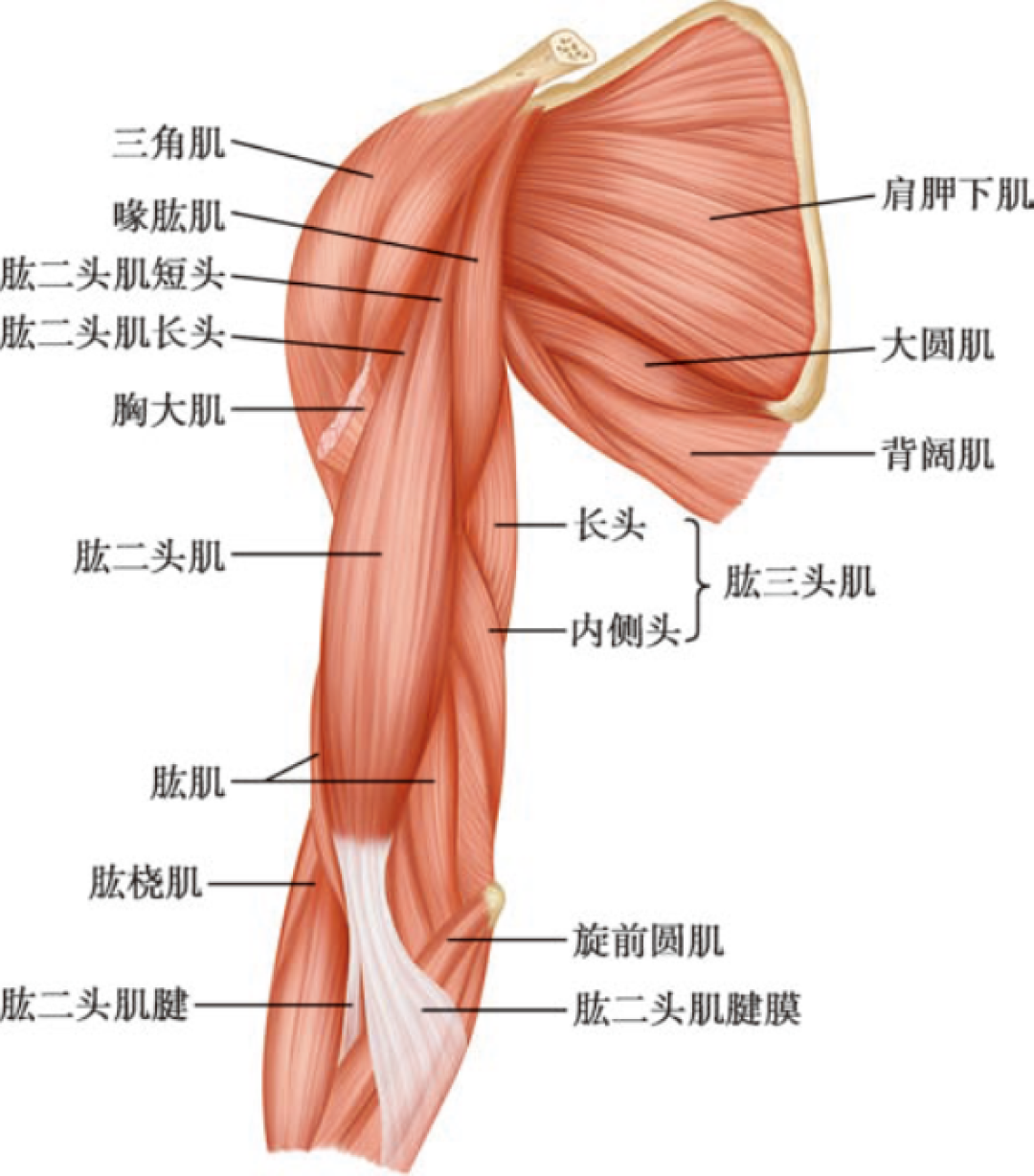 肩膀圆不起来?先数数前束吃了几组