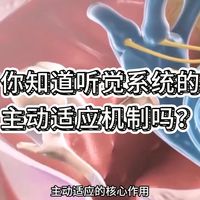 你知道听觉系统的主动适应机制吗？