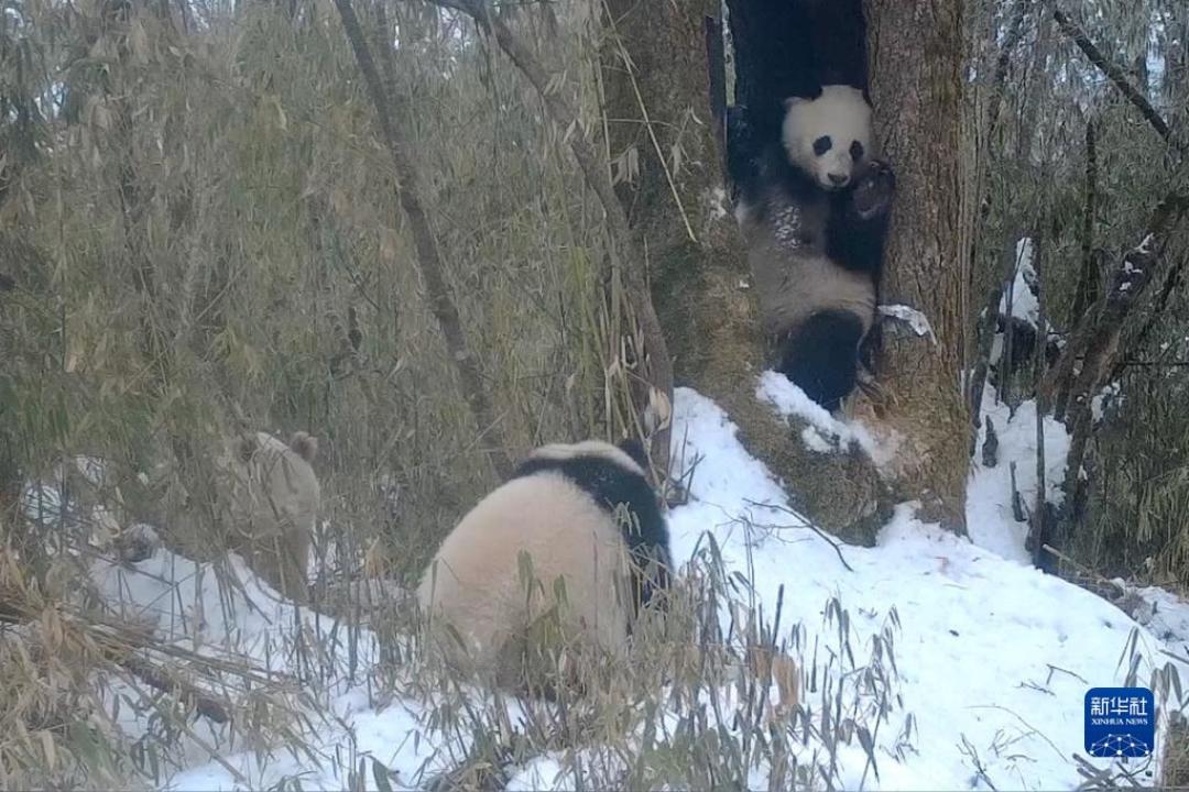 熊猫妈妈以为娃丢了：这个秋天，野生滚滚越来越爱出镜