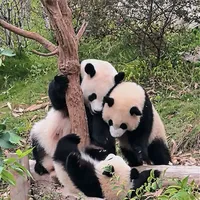 太阳产房的"五狗六狗"刚首秀，月亮产房的趴趴熊天天上新：2026级幼崽全时间线，看完再去成都