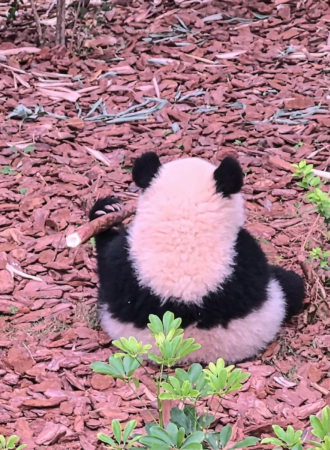 太阳产房的