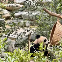 笋季开吃，下午排花花只要20分钟：秋天看熊猫攻略，一篇讲透