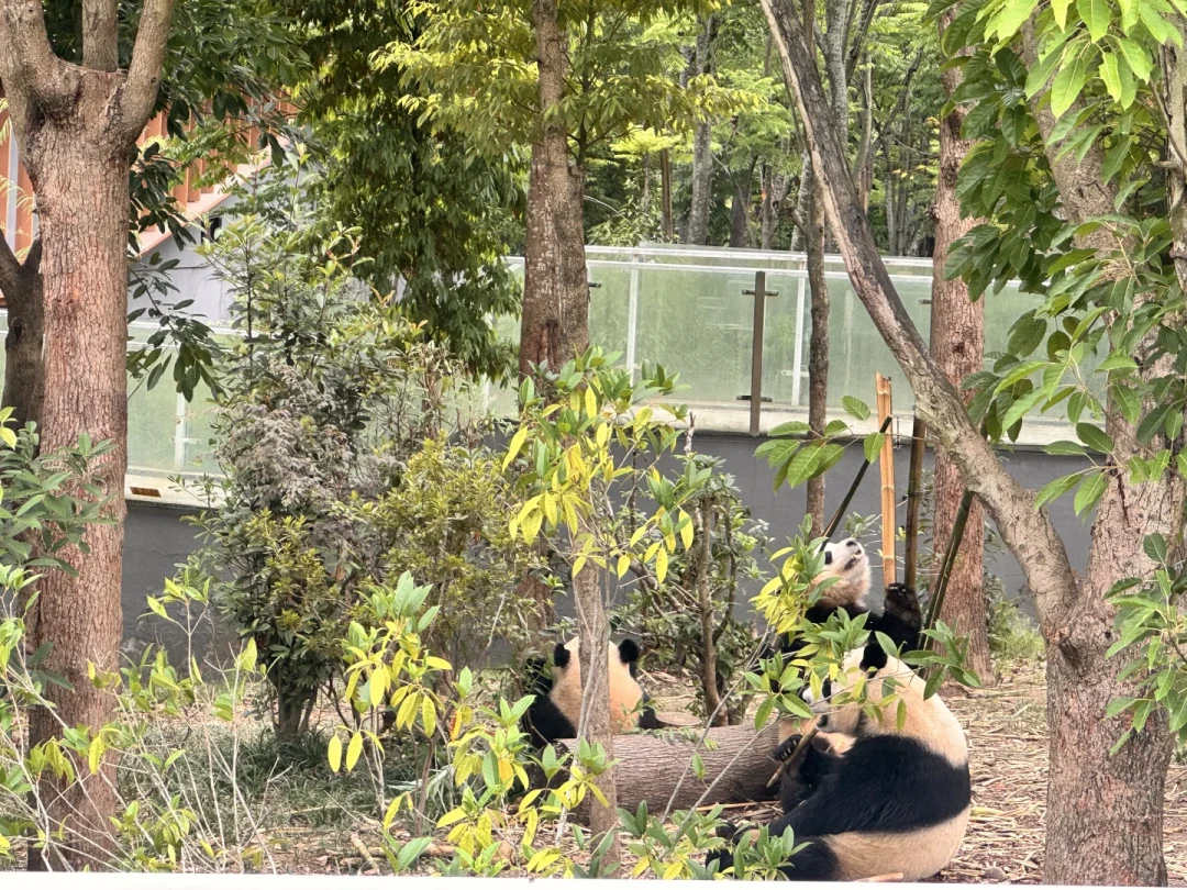 笋季开吃,下午排花花只要20分钟:秋天看熊猫攻略,一篇讲透