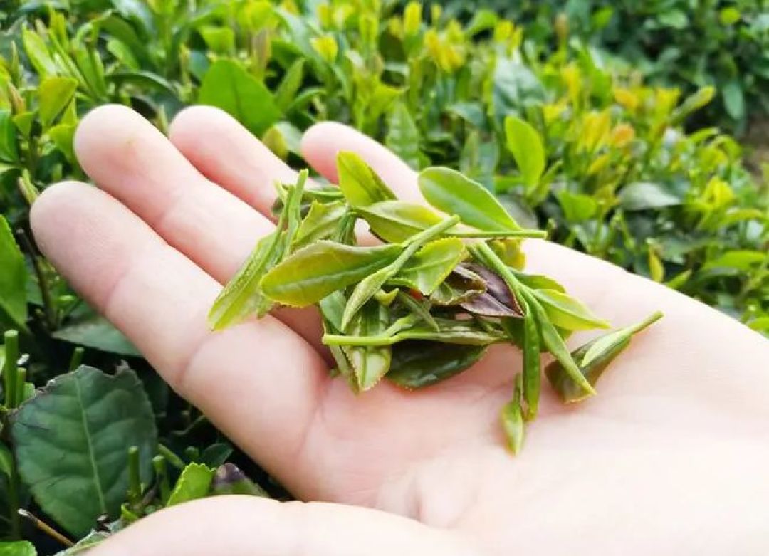 同一款茶,店里泡的更好喝?先别怪茶叶,改这4个变量