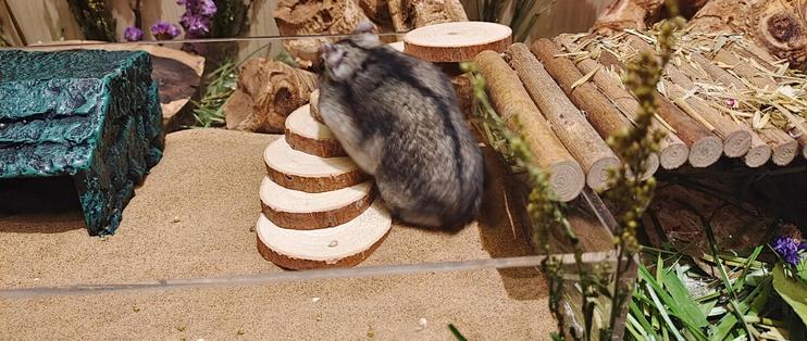 降温给仓鼠换垫料：蓬松棉、纸棉、木屑，安全线各不同