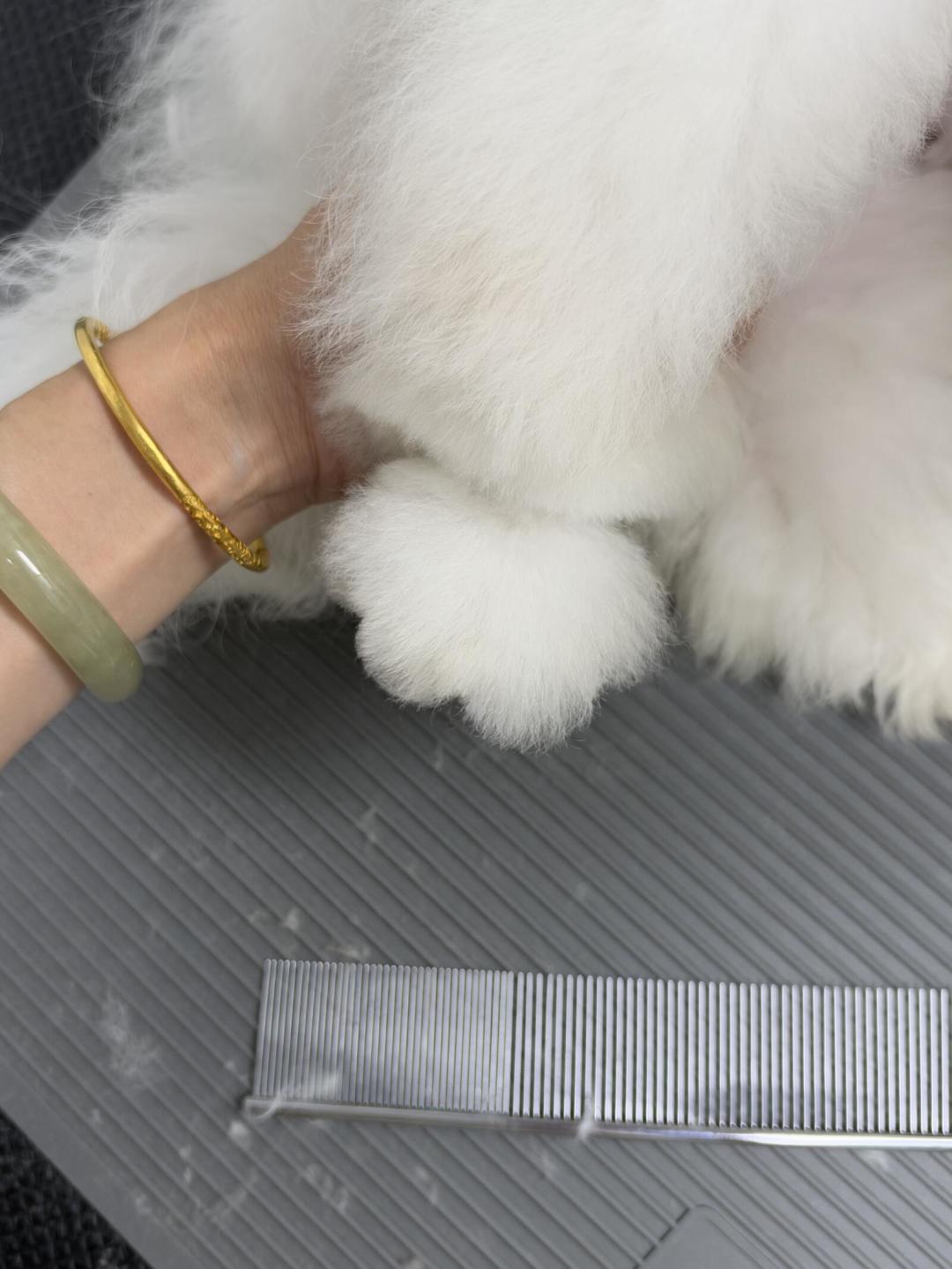 狗爪开成了花，美容师的灵魂在求救：抄花瓣脚前，先弄懂3件事