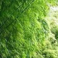 喝奶后从肚子响到便意来得急 我的7款益生菌体验记录