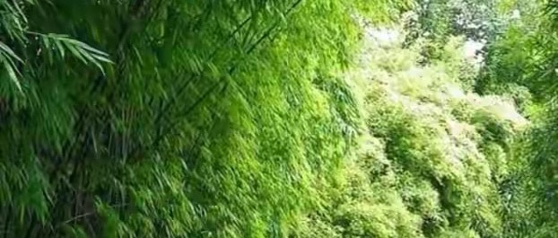 喝奶后从肚子响到便意来得急 我的7款益生菌体验记录