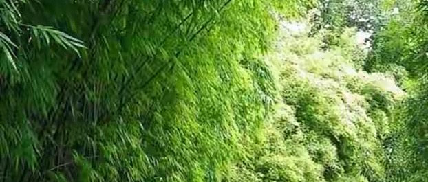喝奶后从肚子响到便意来得急 我的7款益生菌体验记录