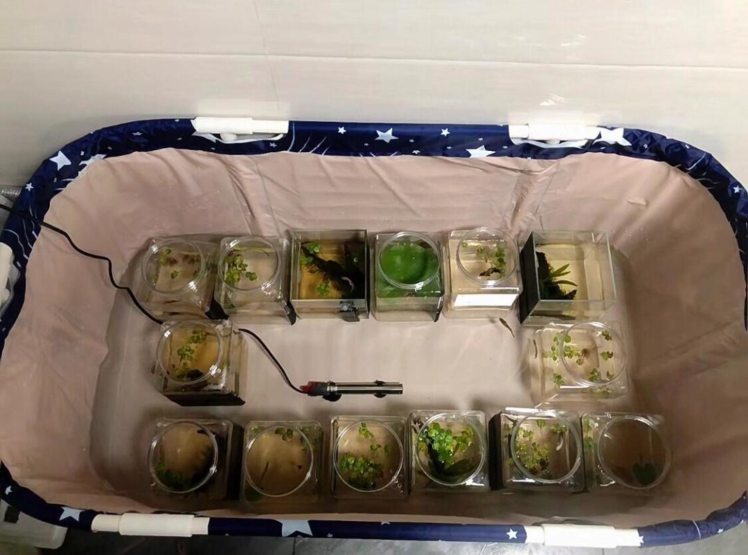 大降温前,先检查你的加热棒会不会煮鱼——40元温控器能救命