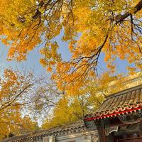 秋天是限时拍摄：北京白蜡、南京枫叶、上海银杏，这10个机位直接抄