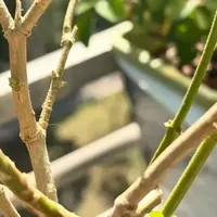 北方养茉莉，入冬前轻剪还是重剪？搞错这一步，来年真的没花看~