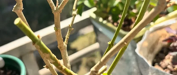 北方养茉莉，入冬前轻剪还是重剪？搞错这一步，来年真的没花看~