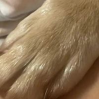 给狗剪指甲，该买剪刀还是磨甲器？
