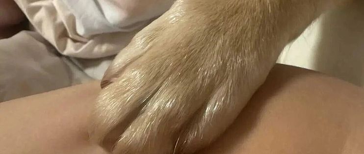 给狗剪指甲，该买剪刀还是磨甲器？