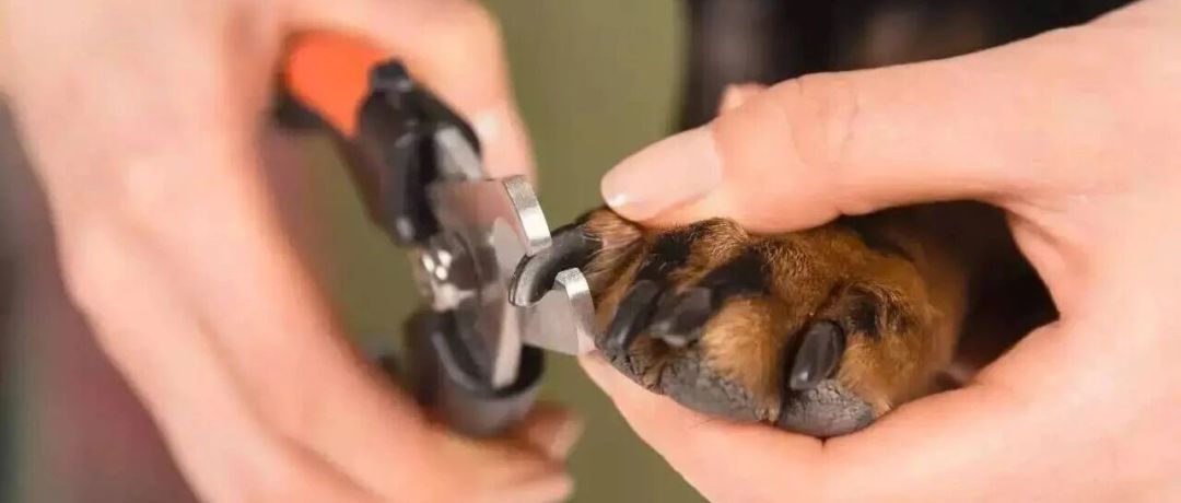 给狗剪指甲,该买剪刀还是磨甲器?