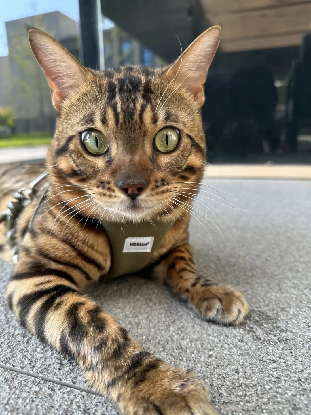 猫一穿胸背就瘫、一出门就挣？先分清该不该遛，再选怎么遛