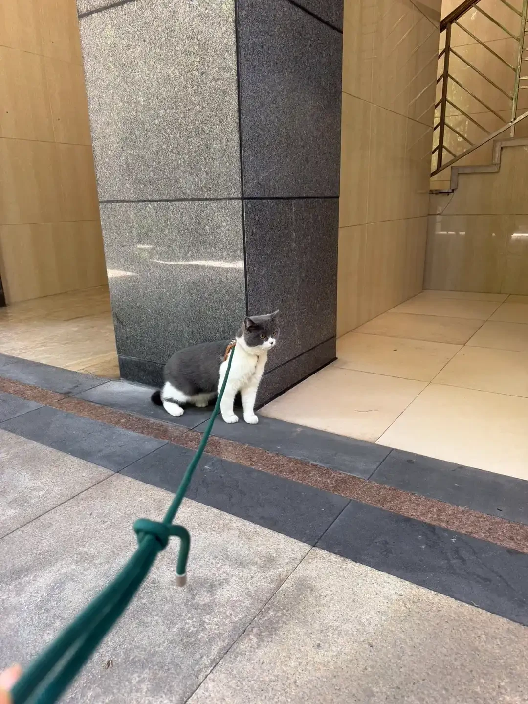 猫一穿胸背就瘫、一出门就挣？先分清该不该遛，再选怎么遛