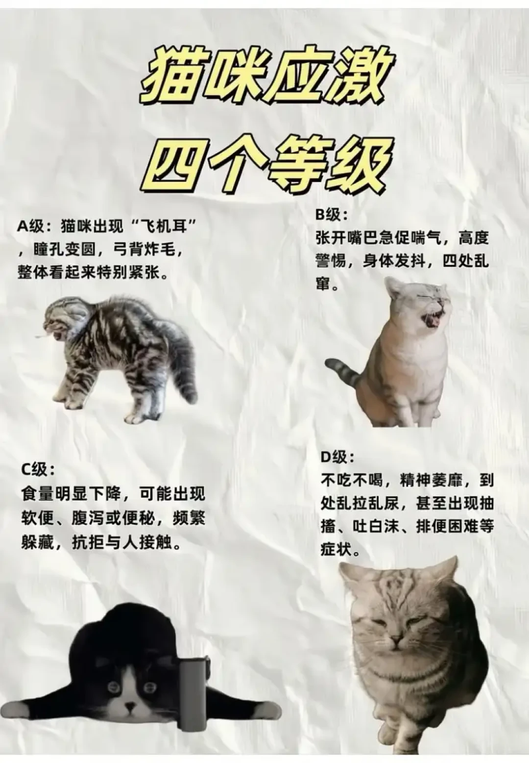 猫一穿胸背就瘫、一出门就挣？先分清该不该遛，再选怎么遛