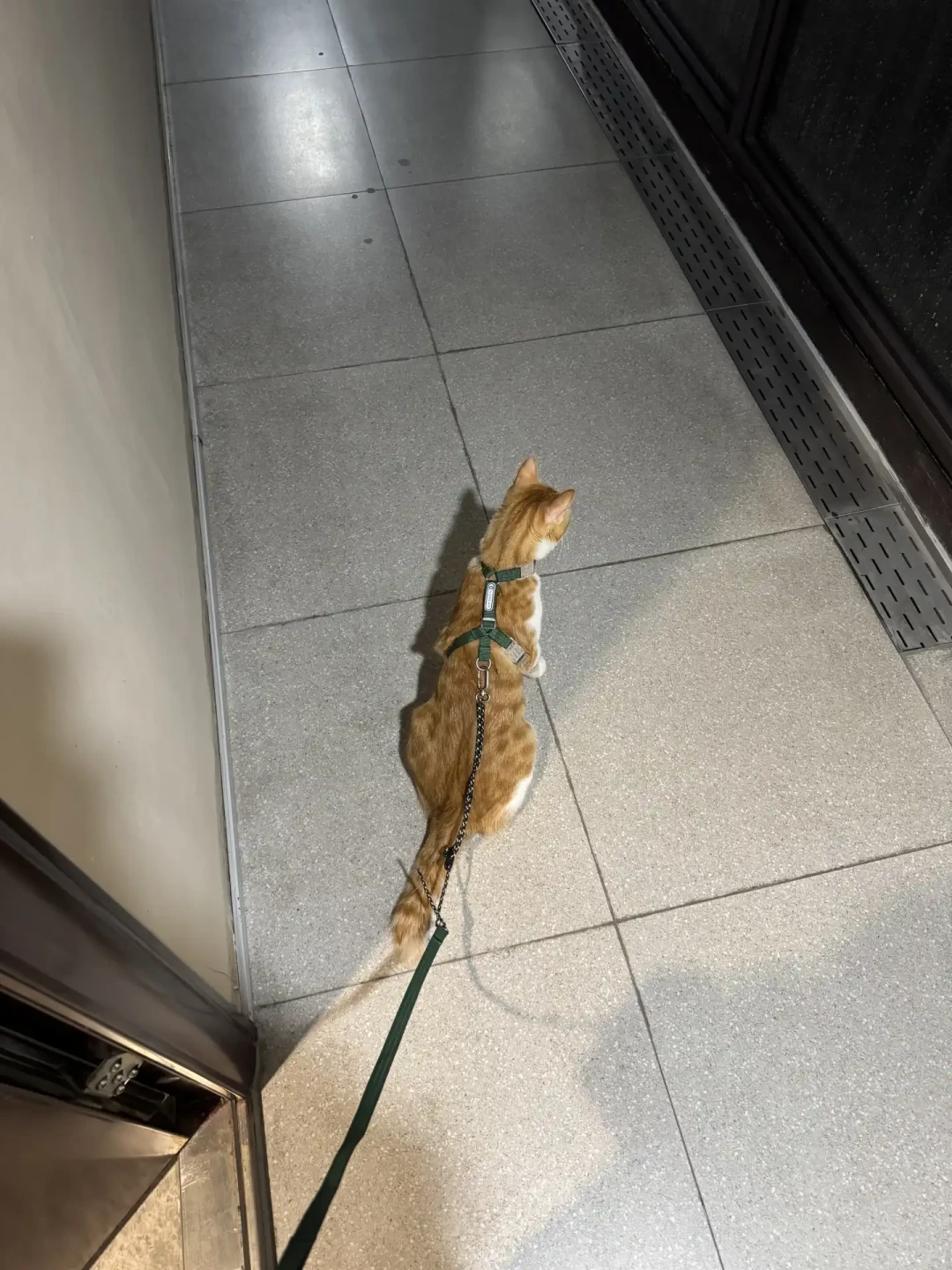 猫一穿胸背就瘫、一出门就挣？先分清该不该遛，再选怎么遛