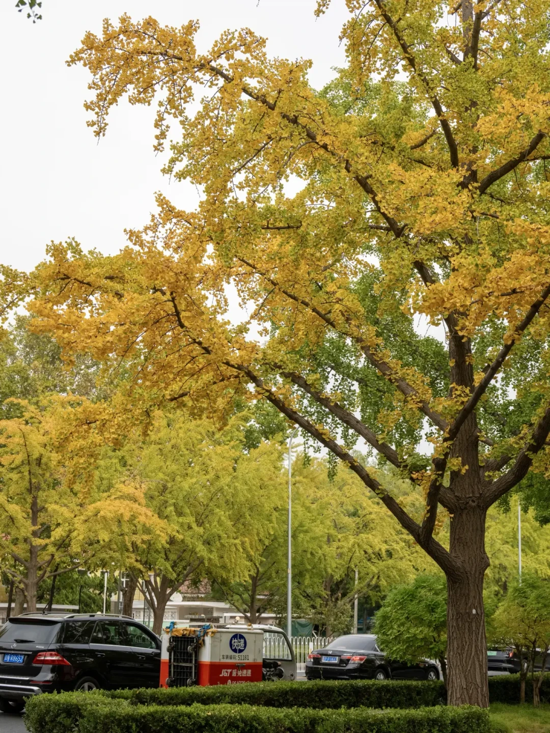 香山红叶节开了，山还绿着：北京的秋天是三色接力，先对日子再订票
