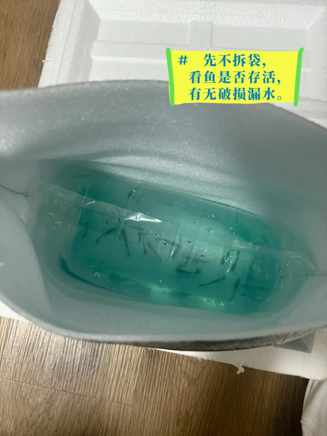 仔细过水一个钟头,鱼反而死得更快了?双11买鱼季,先看袋里的水