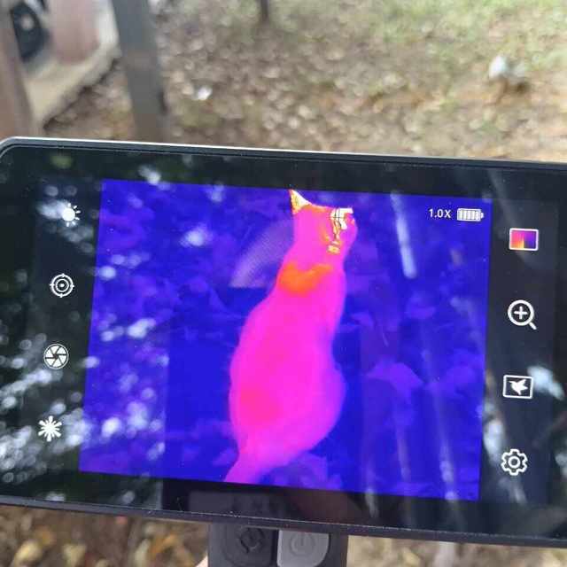 热成像找猫，有人一夜找回有人白扫一周：先核对这四个条件，再决定钱怎么花