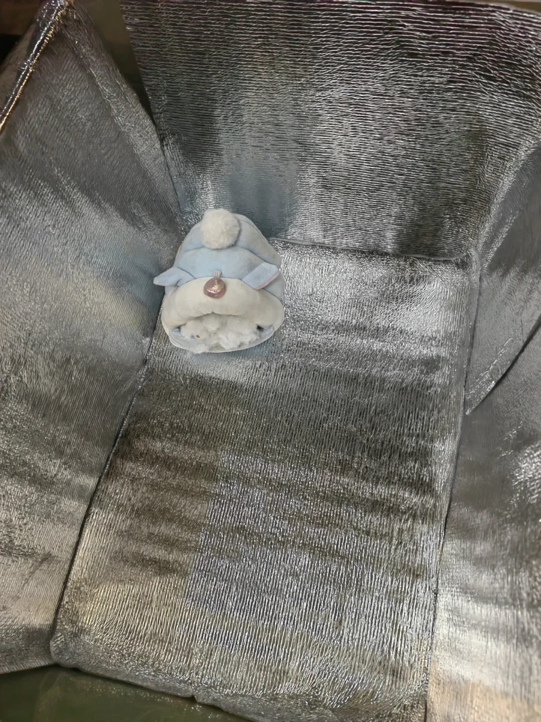 今年第一场寒潮,仓鼠僵成一团可能没死:先别学知乎高赞