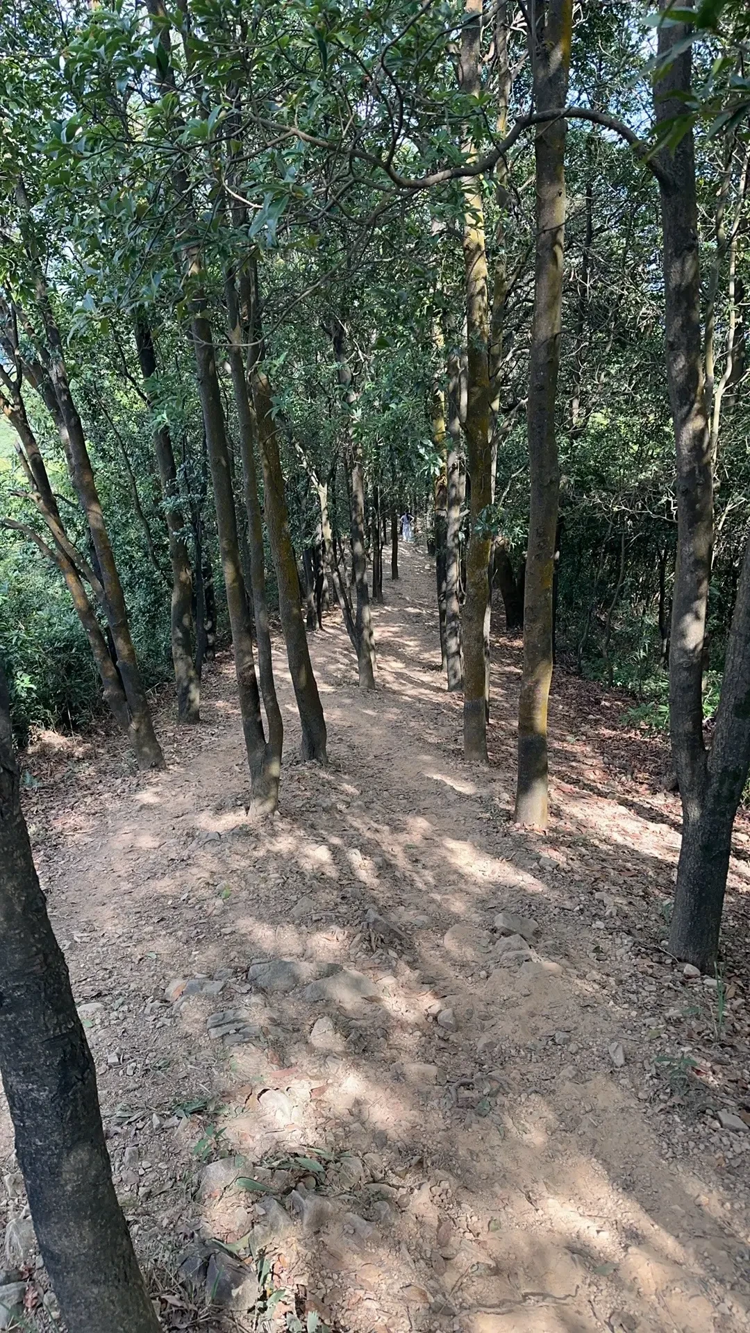 到手380的GTX+V底?双11别急着刷探路者探途,先把评论区吃透