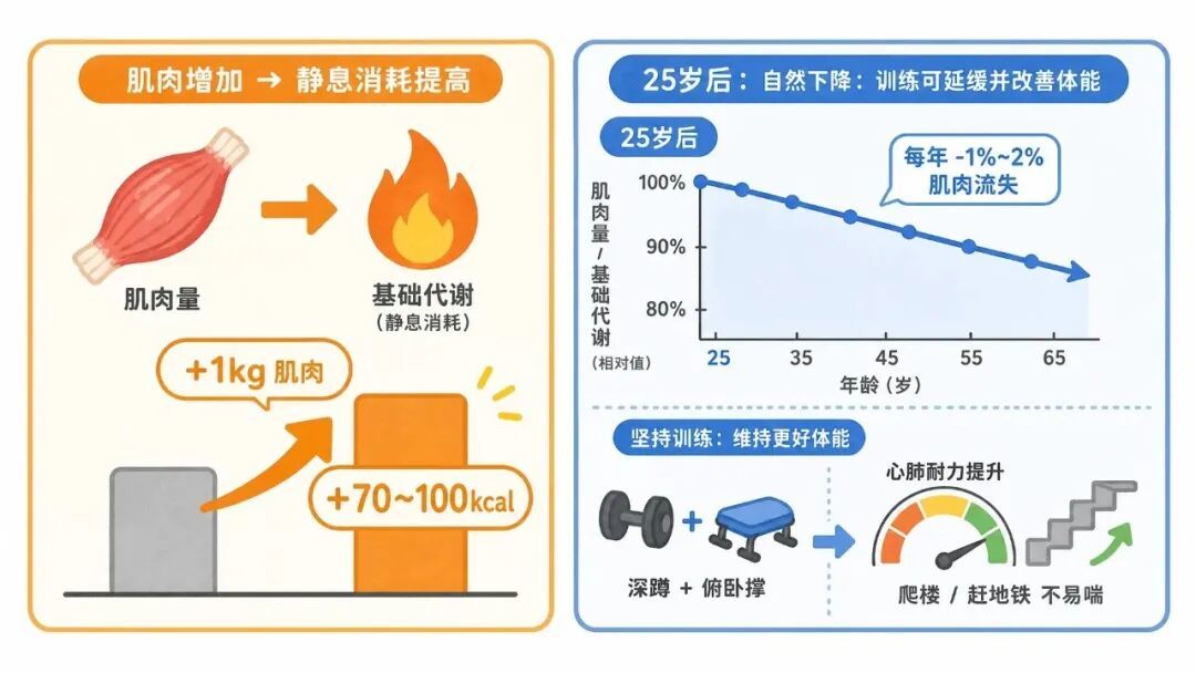 入秋体重涨两三斤?先别怪自制力,可能是水和糖原