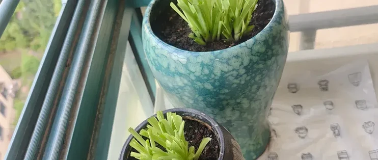 霜降前，抓紧给这8种花“剃光头”，剃得越狠，长势越旺！